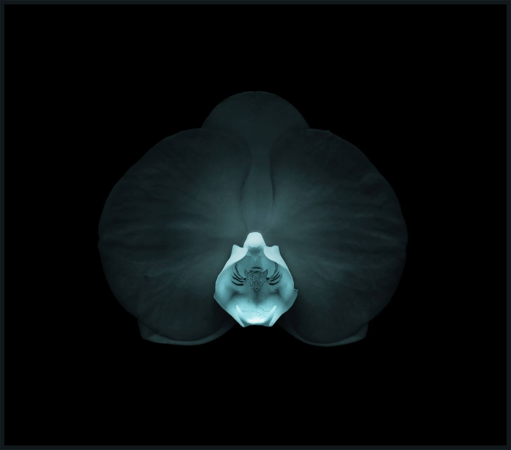 Jewels of the Forest: Luminous Botanical Compositions by Viera